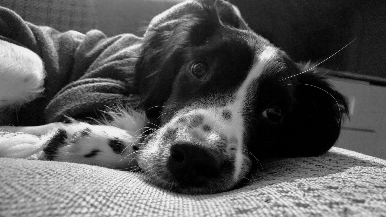 My dog Sam on the couch looking sleepy.